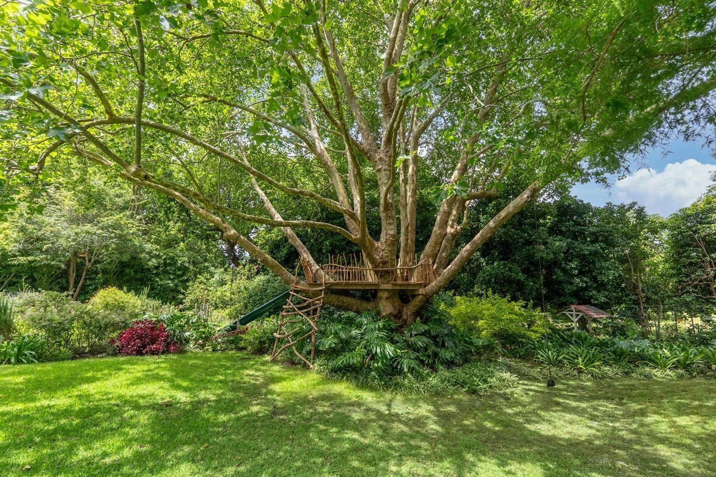 The old tree on the lawn